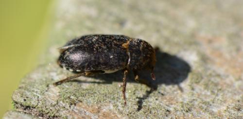 Dermestes mustelinus